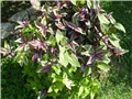 tradescantia